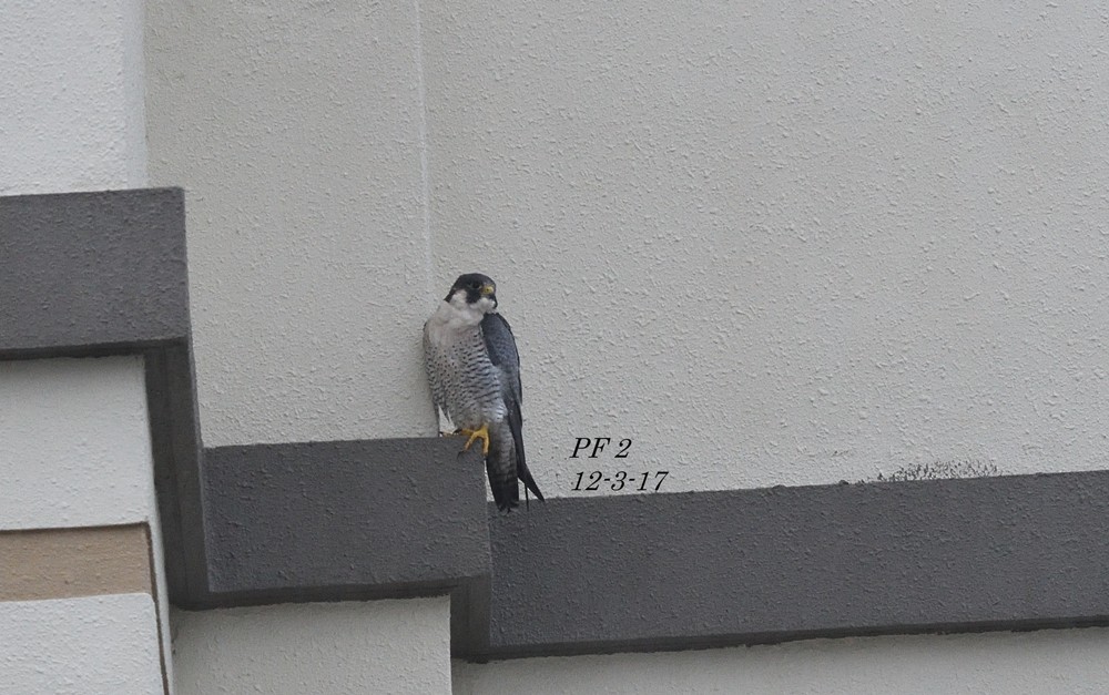 Peregrine Falcon - ML54006051
