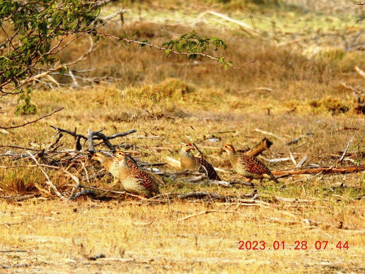 Gray Francolin - merlynna  mellion