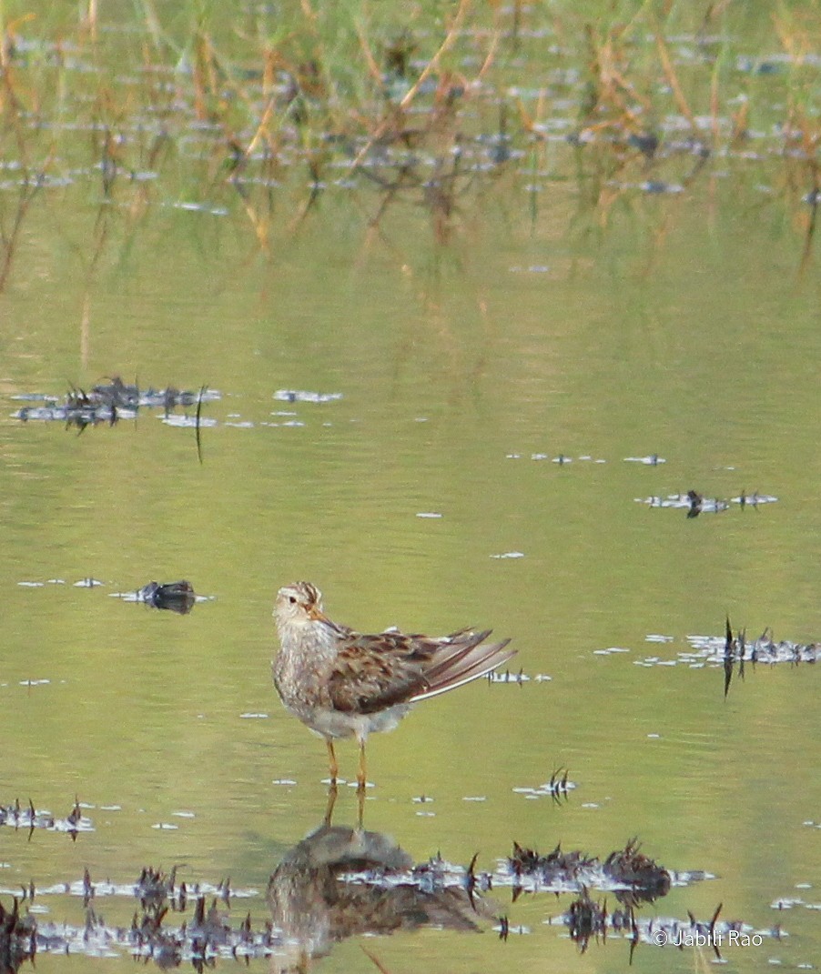 Pectoral Sandpiper - Jabili - Tribesmen.in