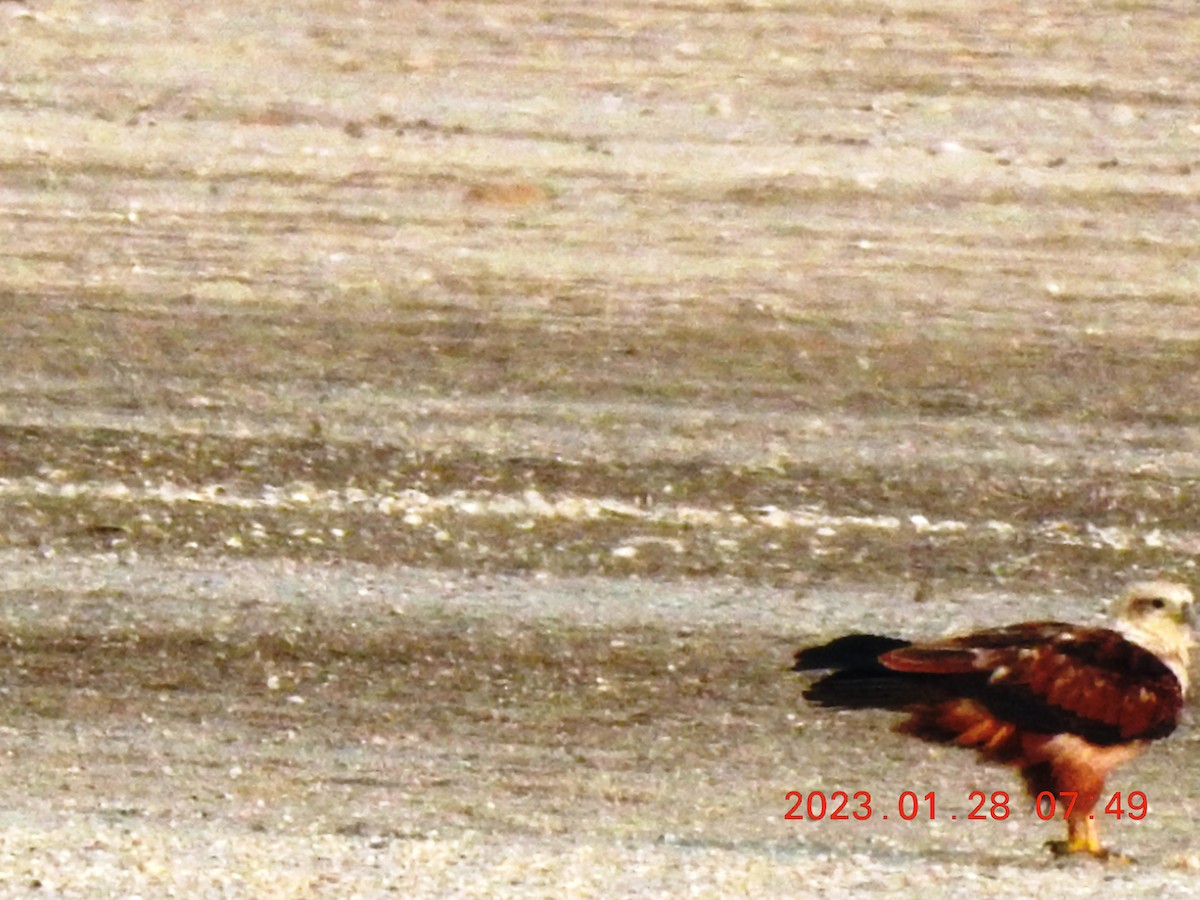 Brahminy Kite - merlynna  mellion