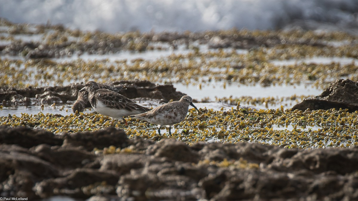 Curlew Sandpiper - ML540061831