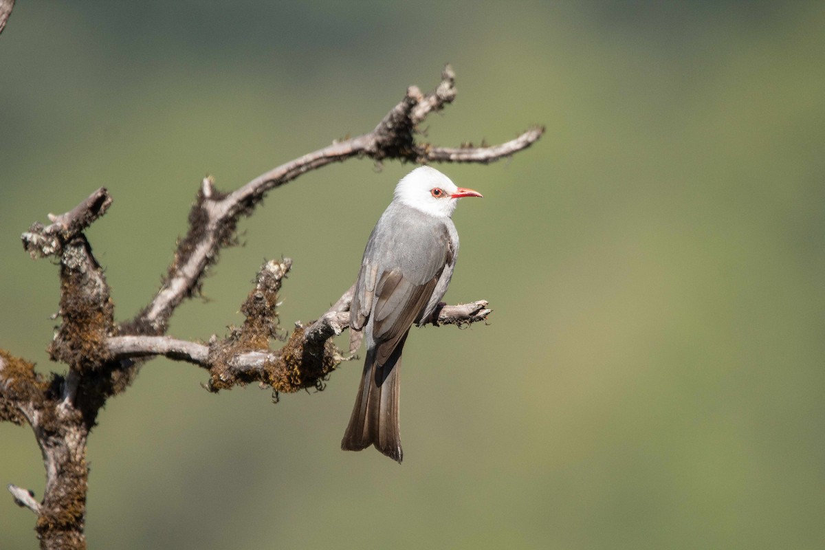 Bulbul à tête blanche - ML54006211