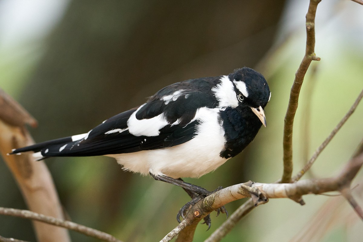 Magpie-lark - ML540062271