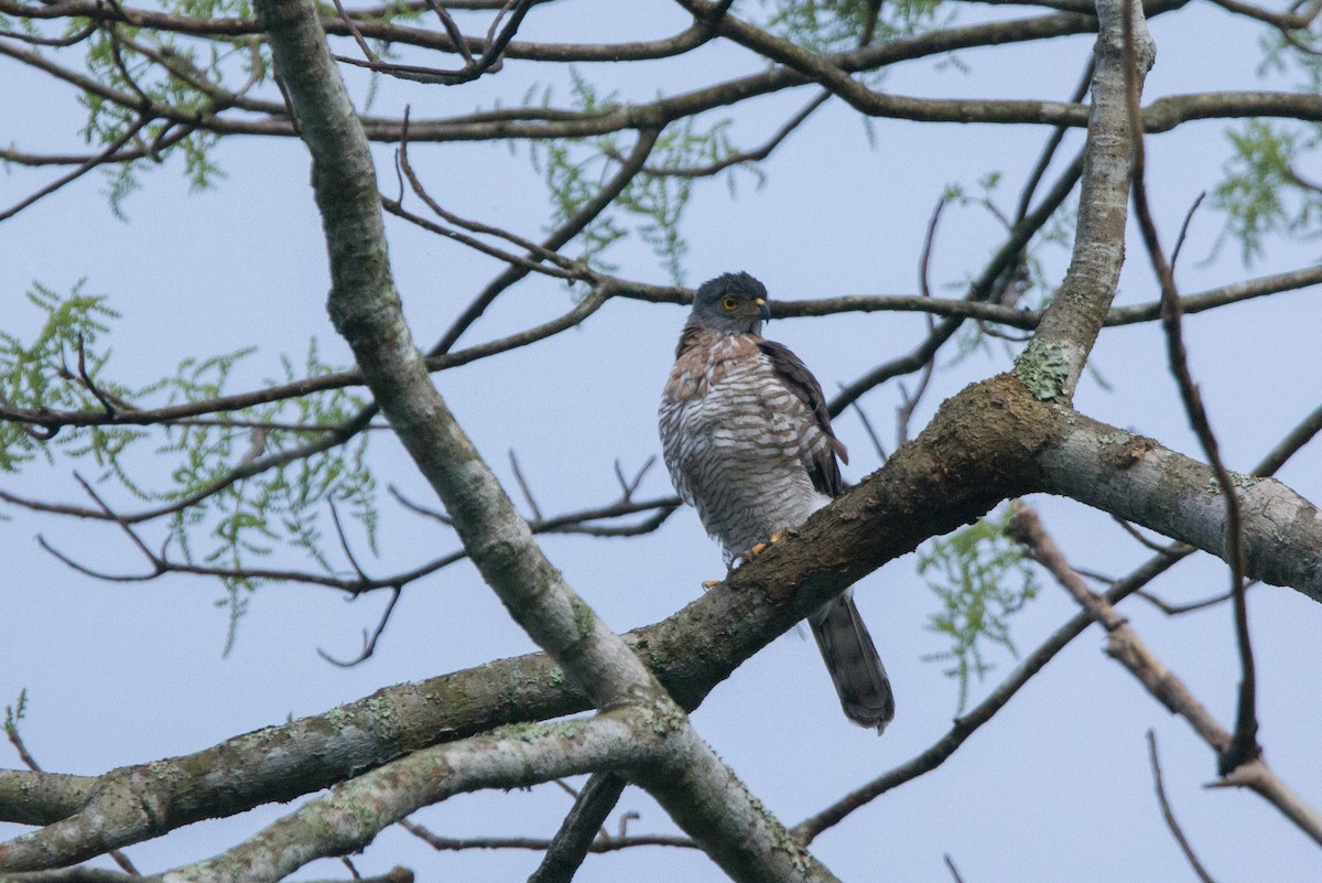 Crested Goshawk - ML54006271