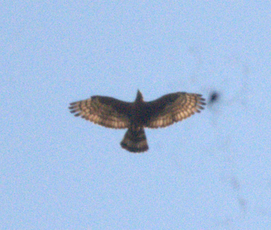 Oriental Honey-buzzard - ML540062891