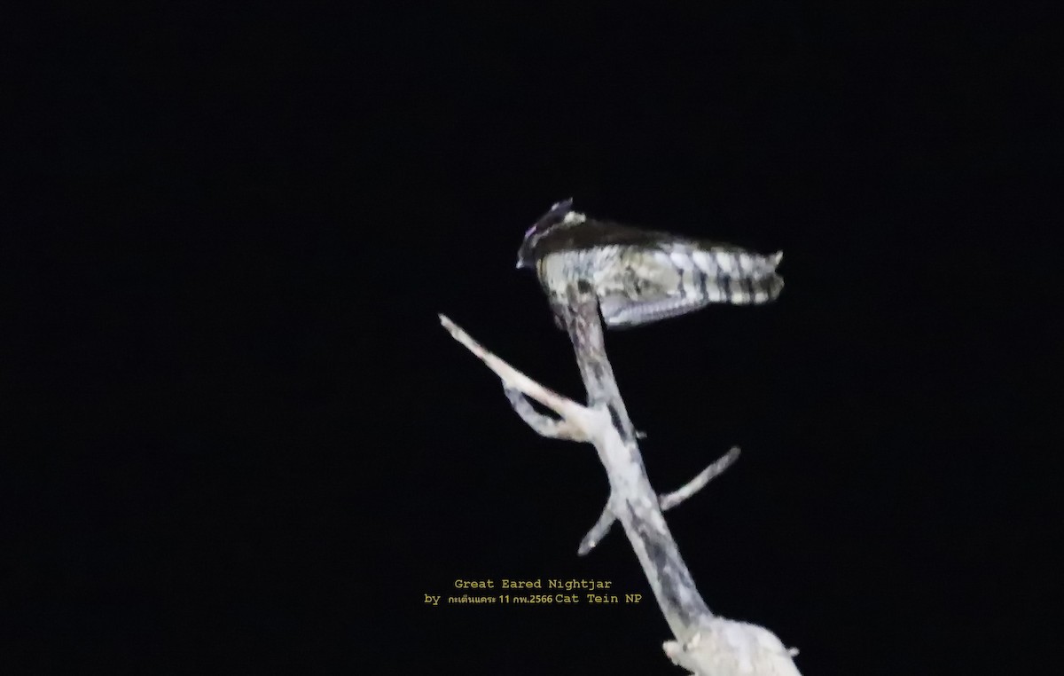 Great Eared-Nightjar - ML540063521