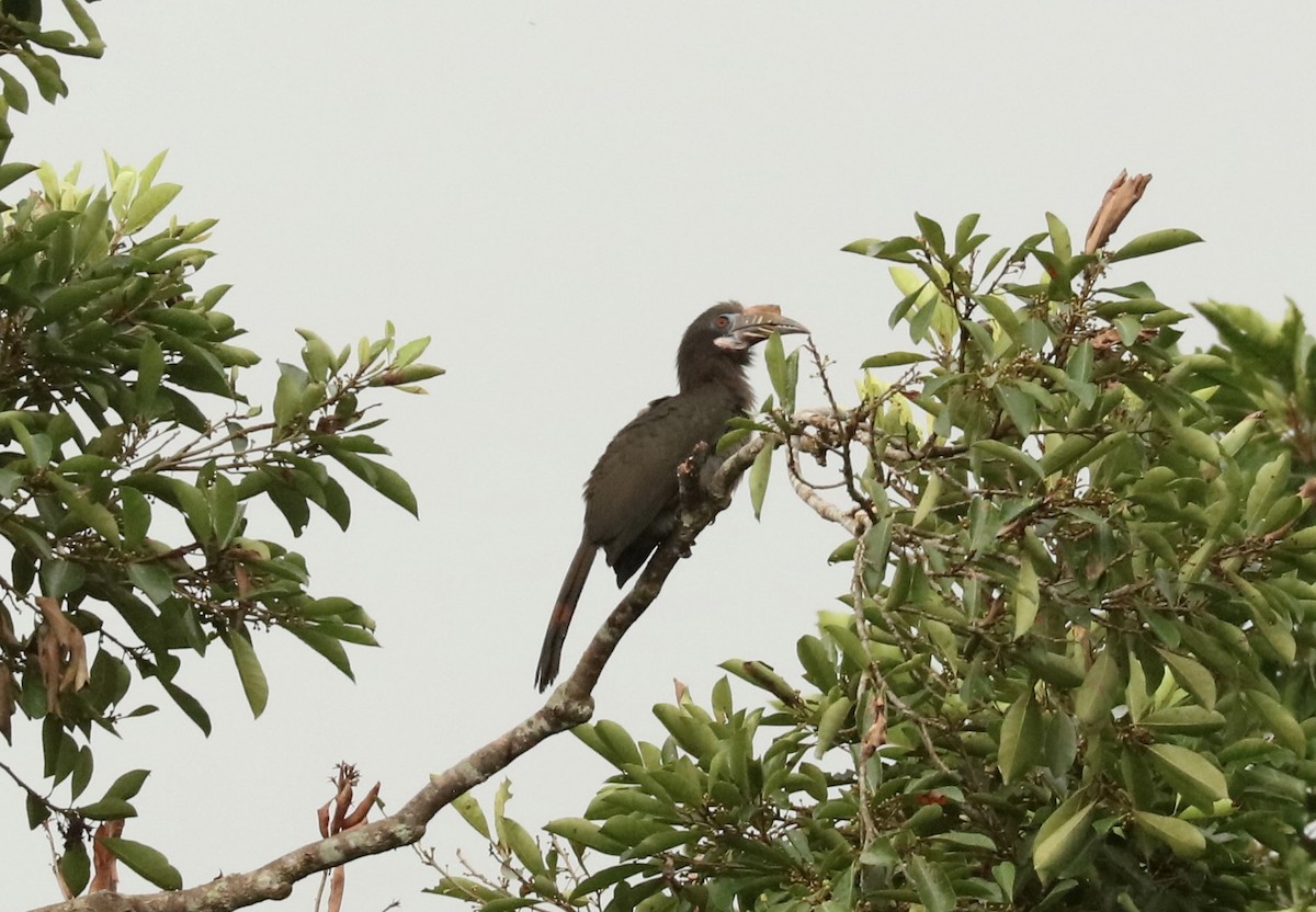 Luzon Hornbill - John Bruin