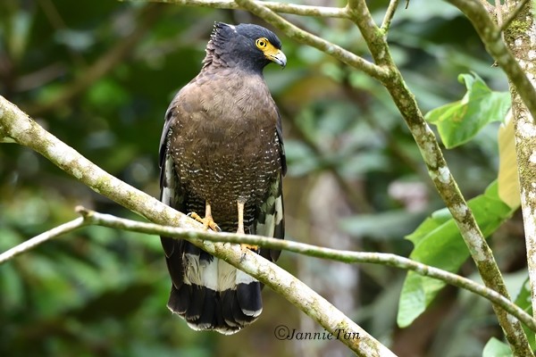 Mountain Serpent-Eagle - ML54006411