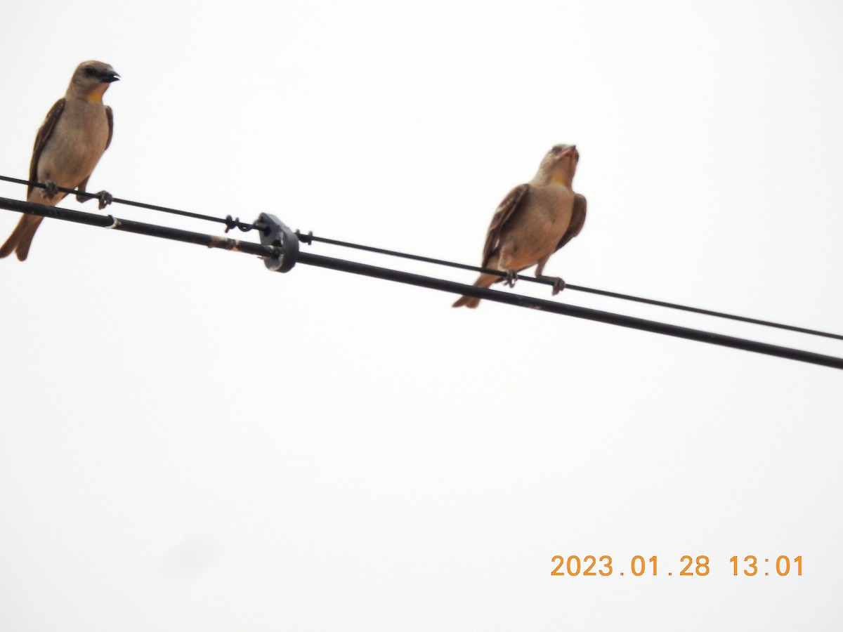 Yellow-throated Sparrow - merlynna  mellion