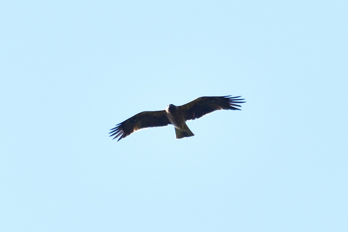 Booted Eagle - ML540064681