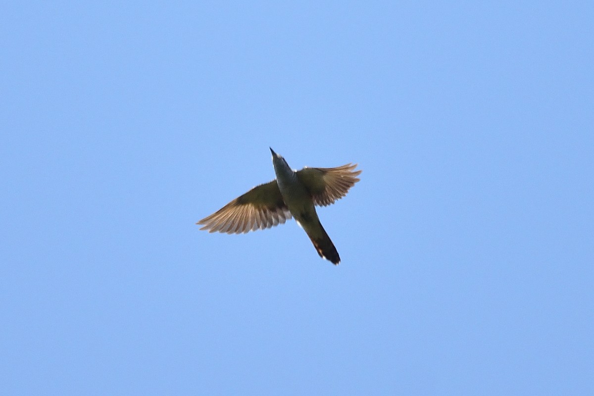 Banded Bay Cuckoo - ML540066621