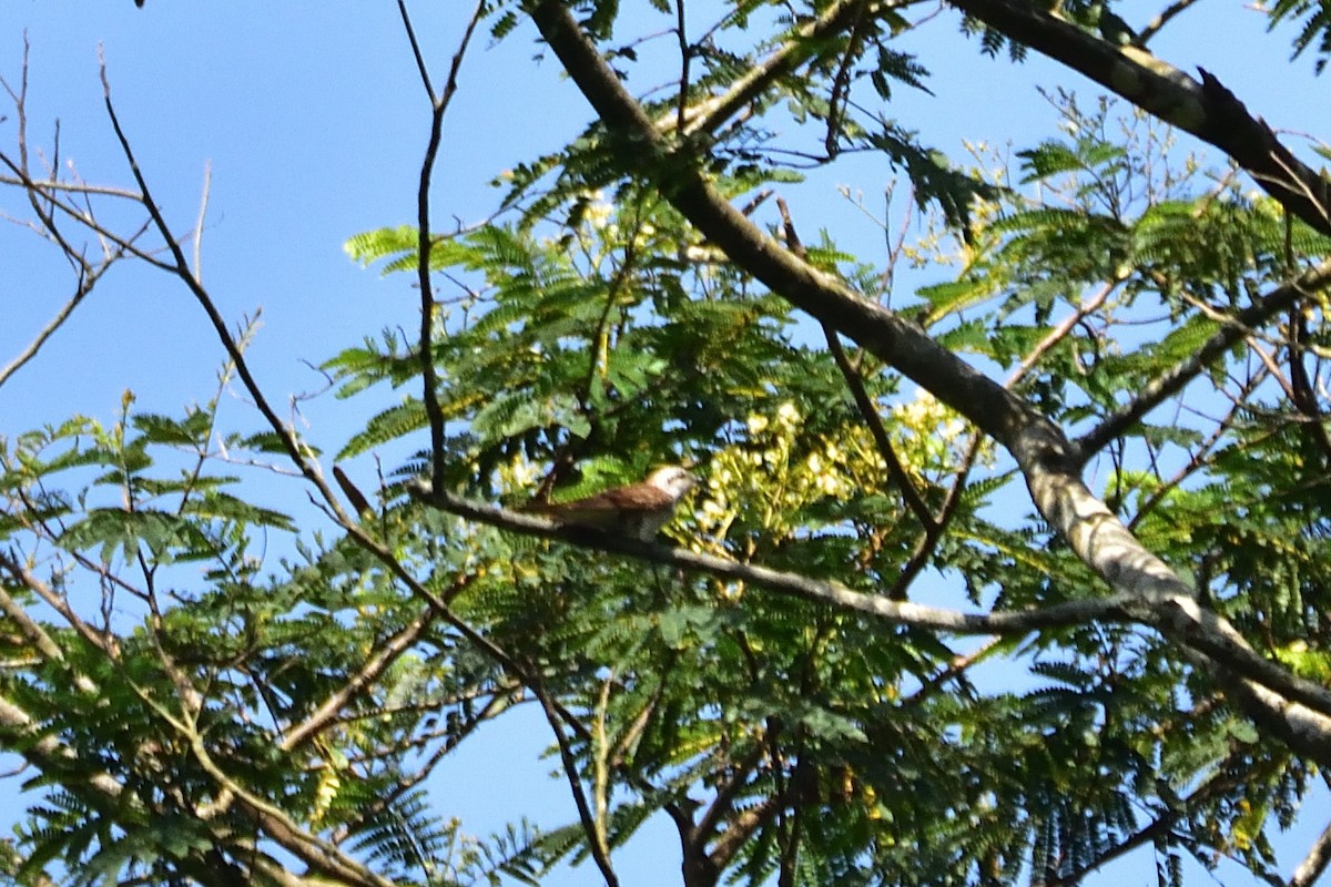 Banded Bay Cuckoo - ML540066631