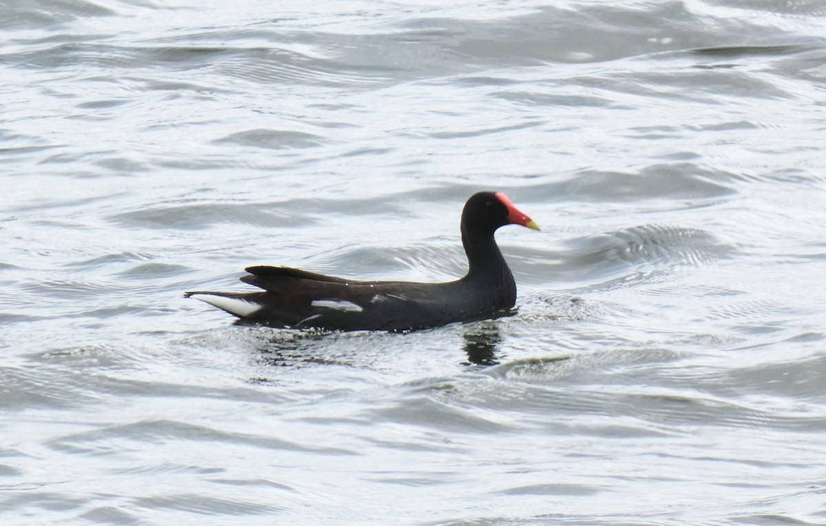 Gallinule d'Amérique - ML540067801