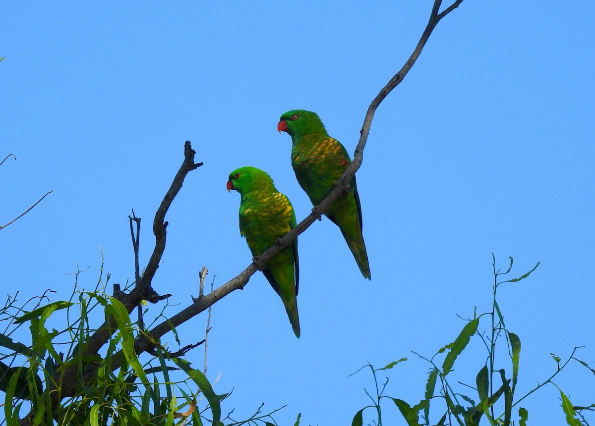 Scaly-breasted Lorikeet - ML54006901