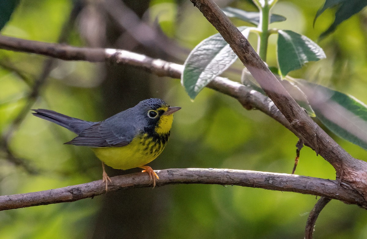 Canada Warbler - George Armistead | Hillstar Nature