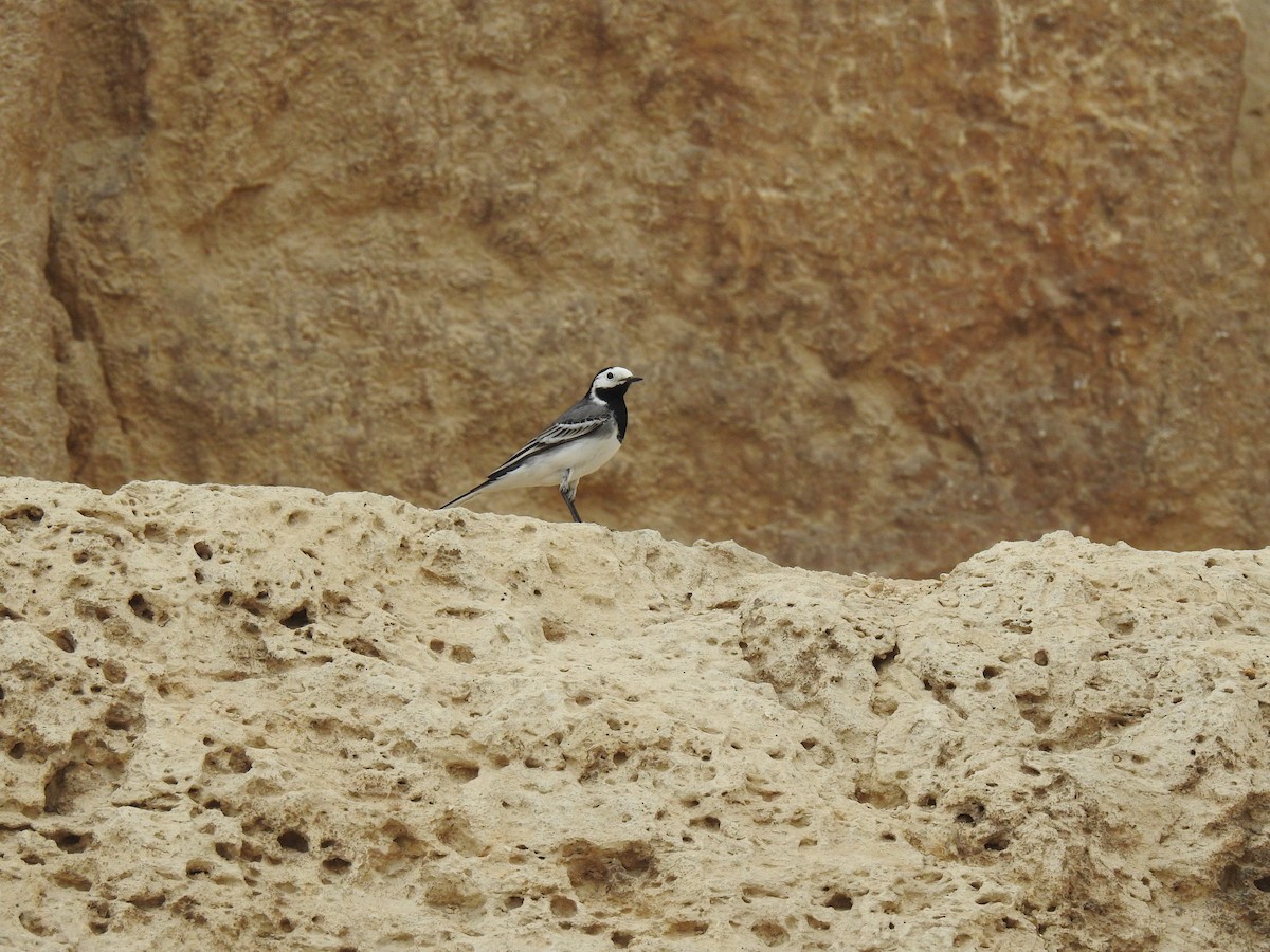 White Wagtail - ML540069111