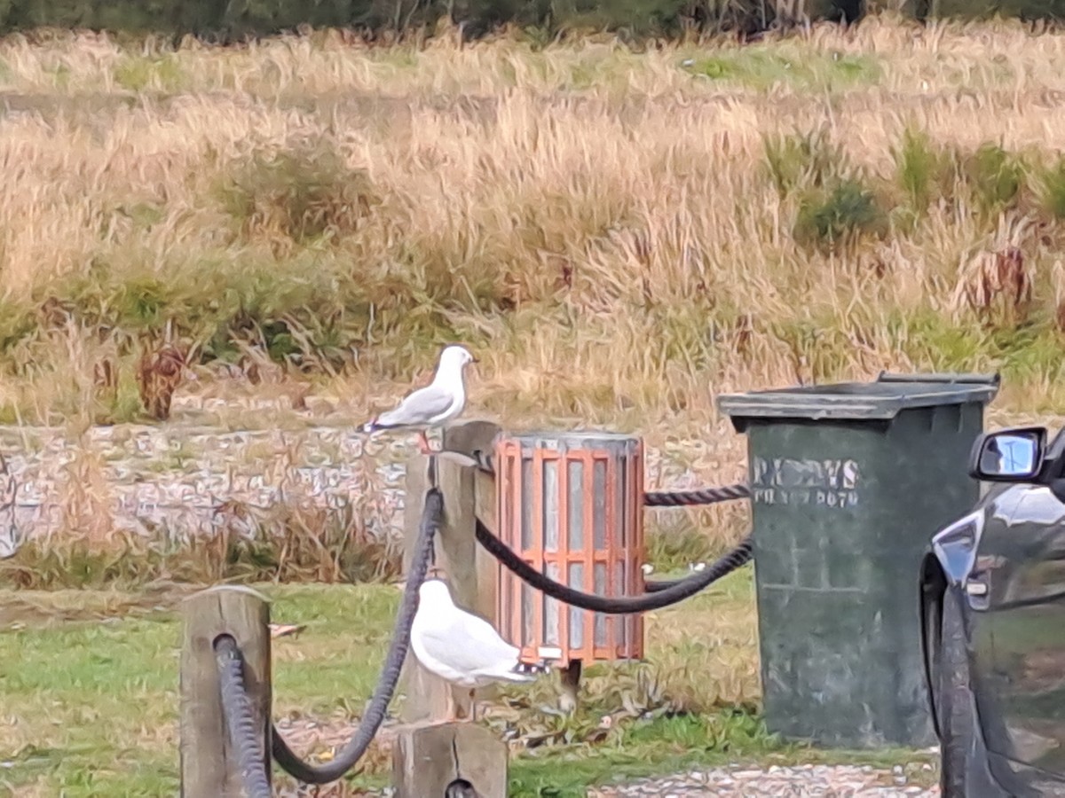 Silver Gull - ML540070111