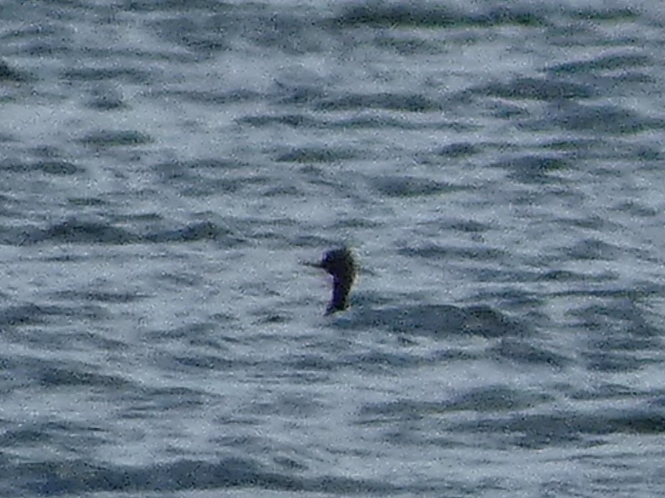 Red-breasted Merganser - ML540070831