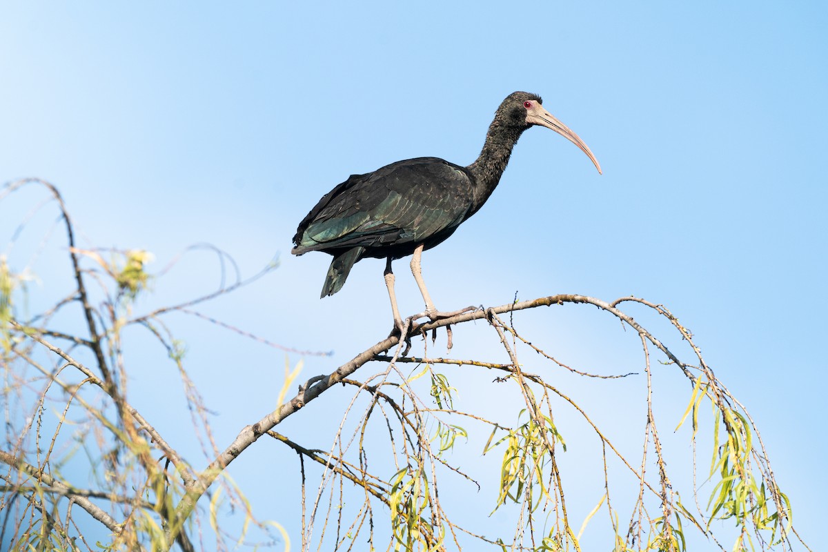 Ibis à face nue - ML540071011