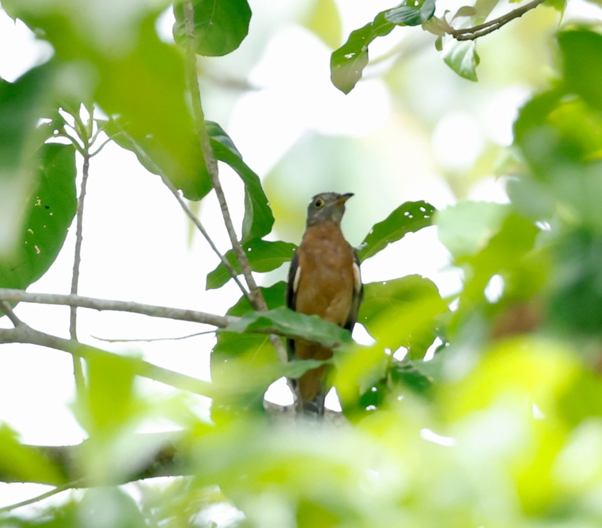 Brush Cuckoo - ML540071151