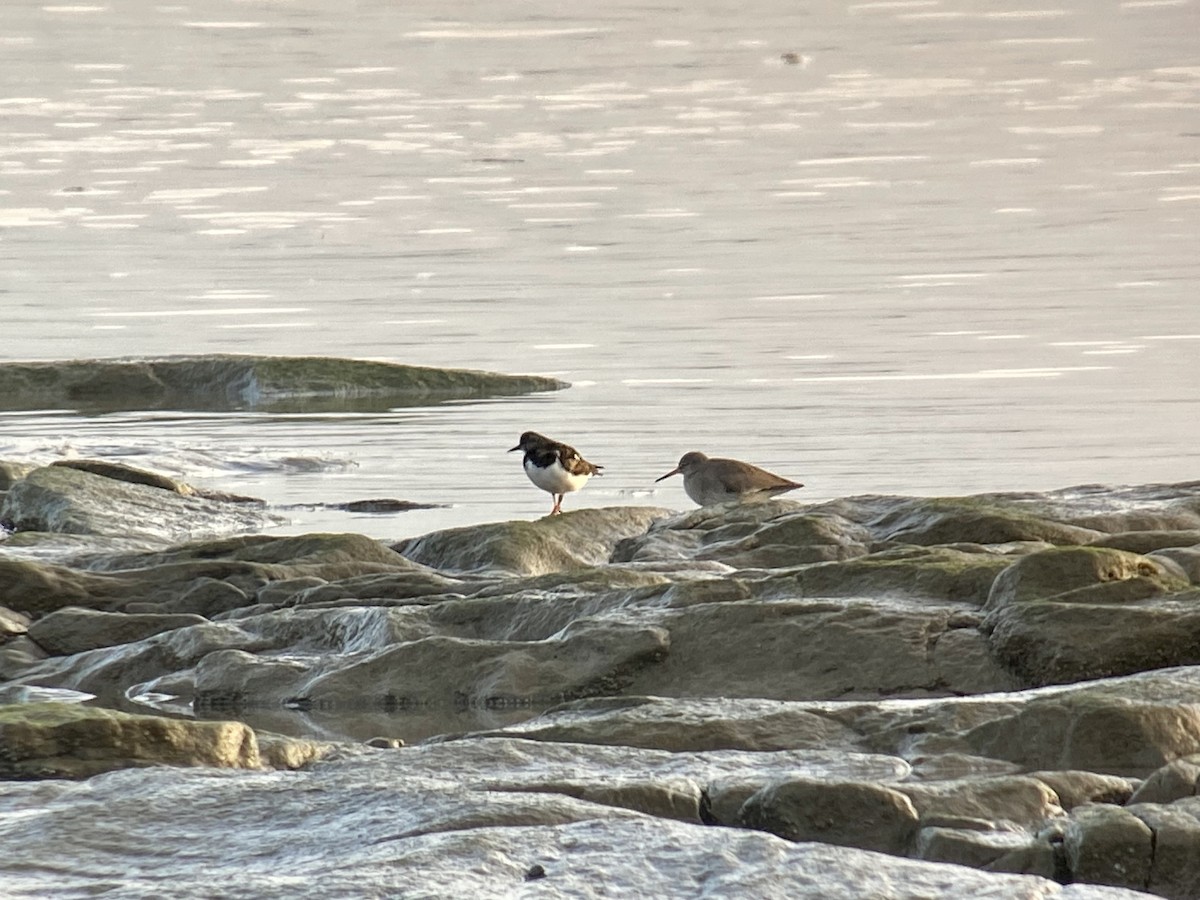 Ruddy Turnstone - ML540071601