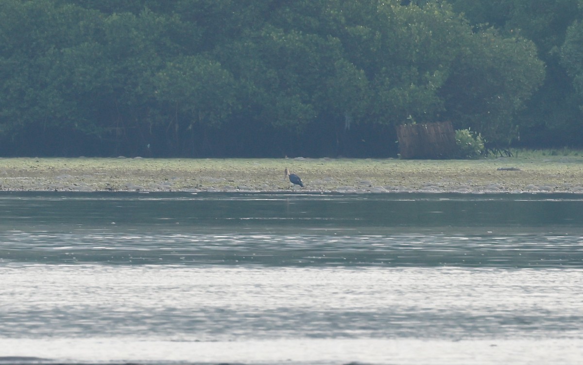 Lesser Adjutant - ML540071861