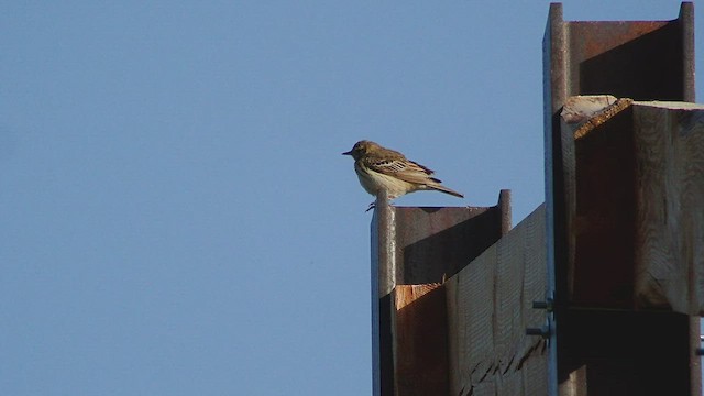 Tree Pipit - ML540072591