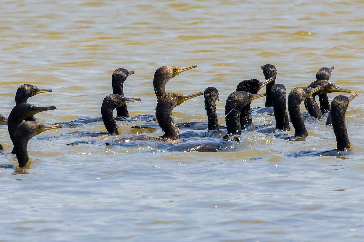 Indian Cormorant - ML540074201