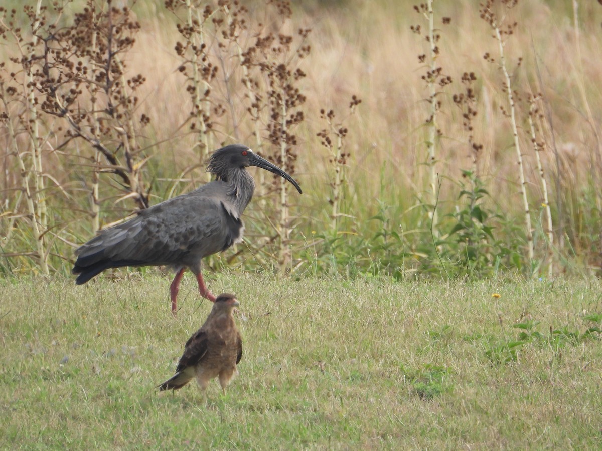 Plumbeous Ibis - ML540075611