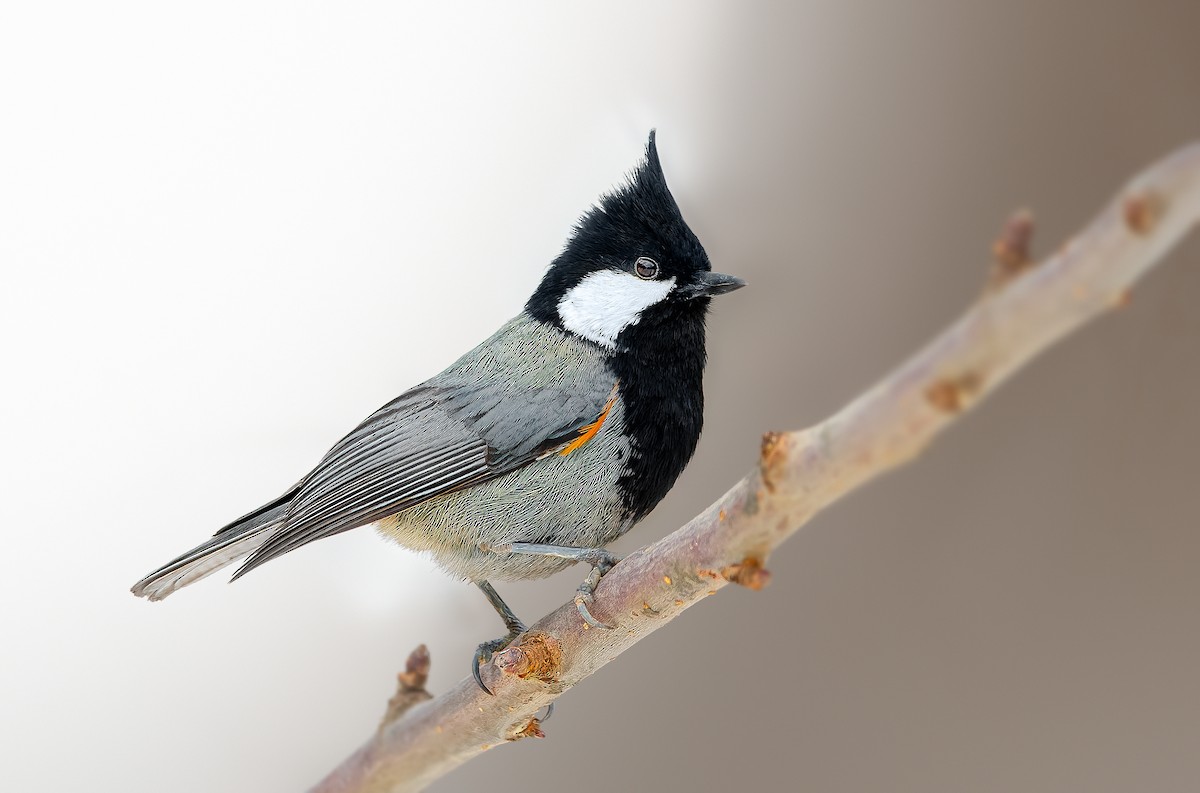 Rufous-naped Tit - ML540075881