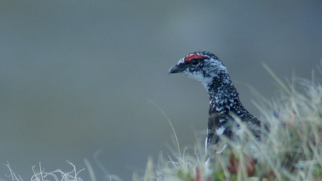 Rock Ptarmigan - ML540076231