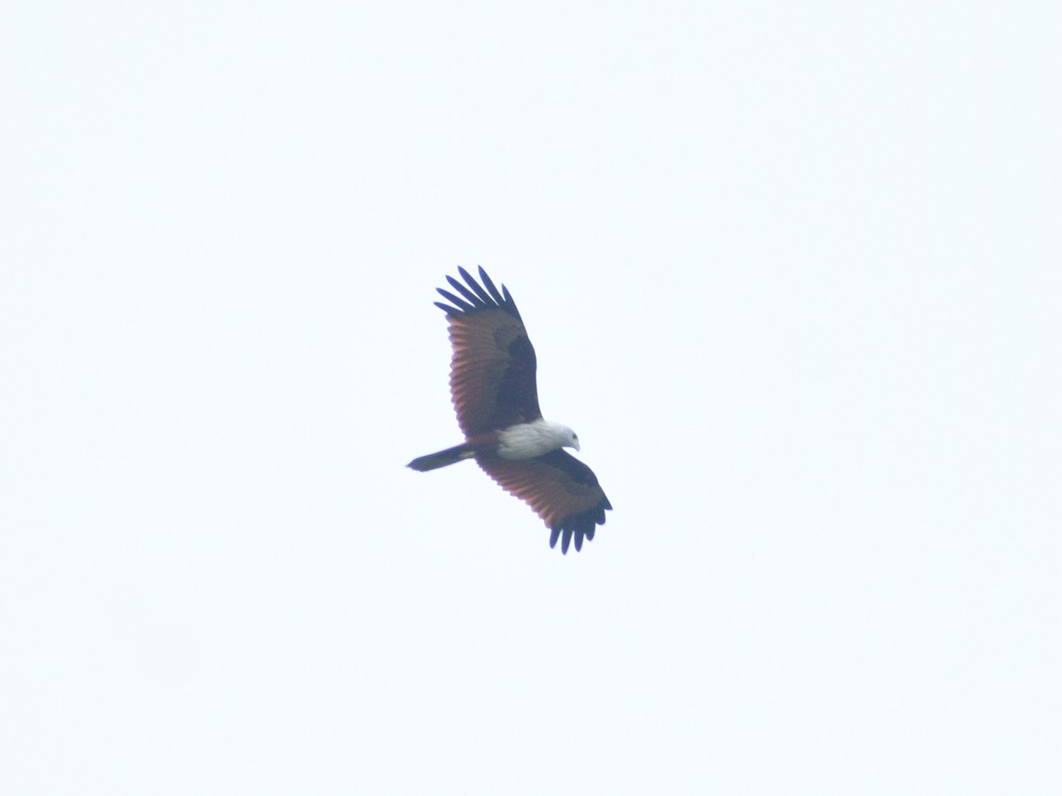 Brahminy Kite - Arun Thomas