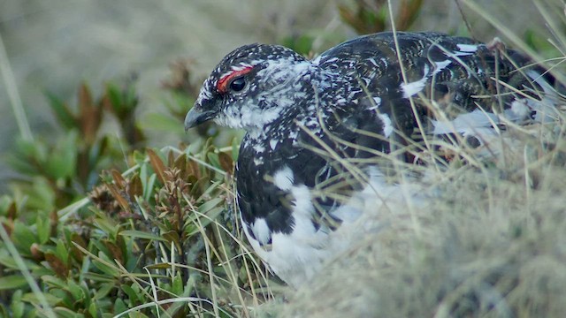 Alpenschneehuhn - ML540079601