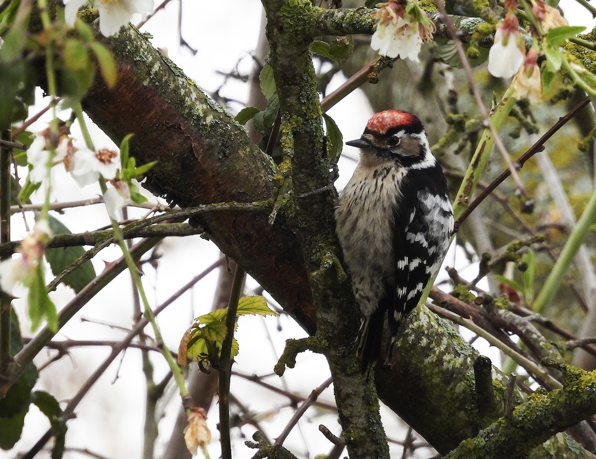 Lesser Spotted Woodpecker - Alfonso Rodrigo