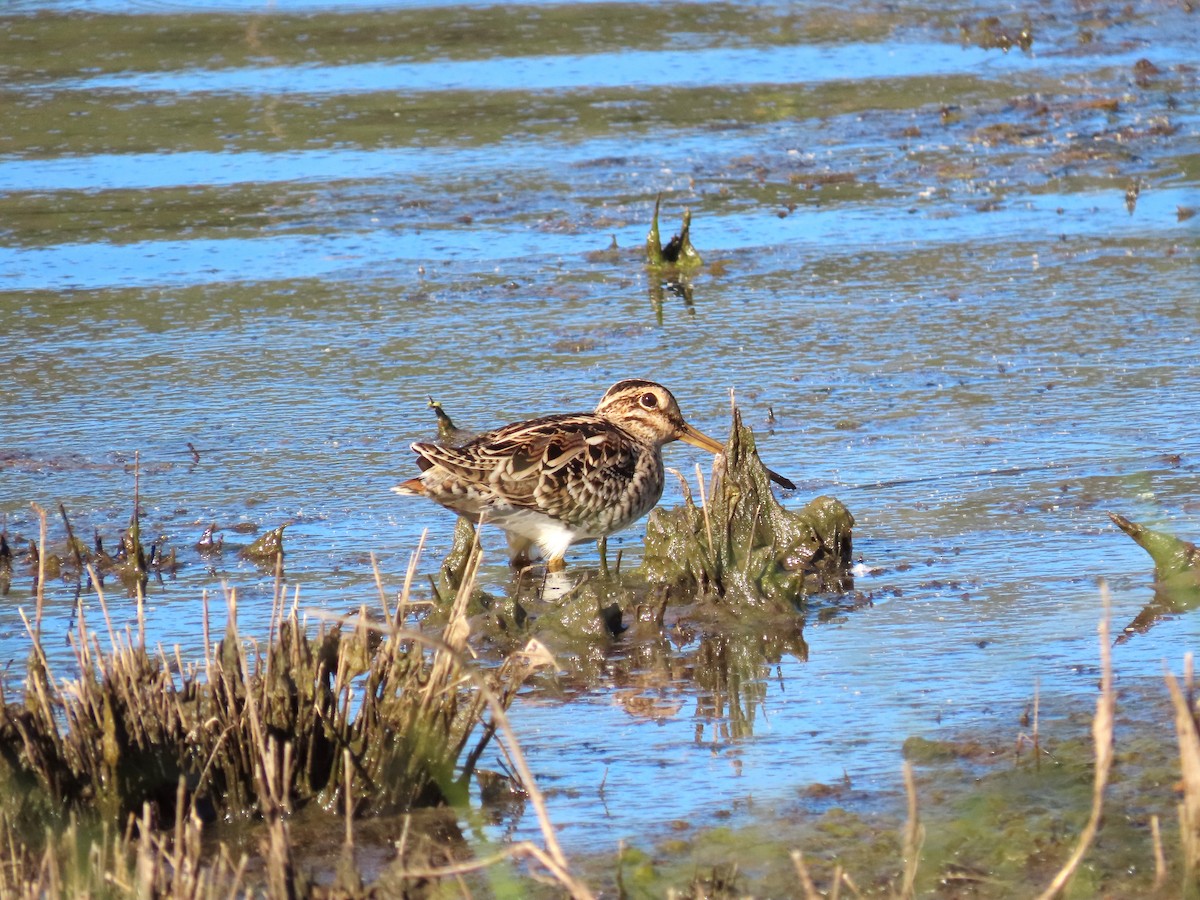 Latham's Snipe - ML540082681