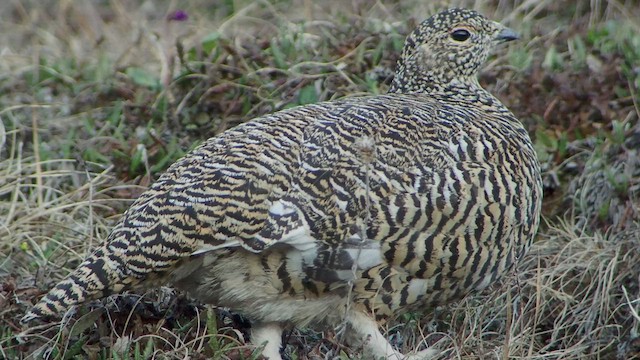 Rock Ptarmigan - ML540083711