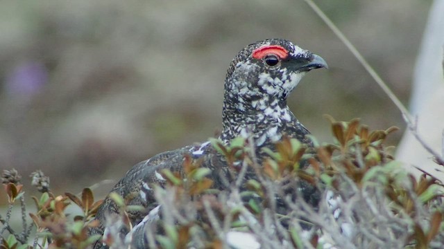 Rock Ptarmigan - ML540083731