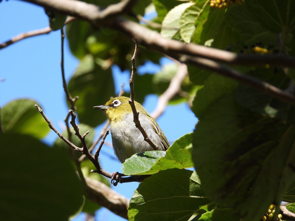 Cape White-eye - ML540084691