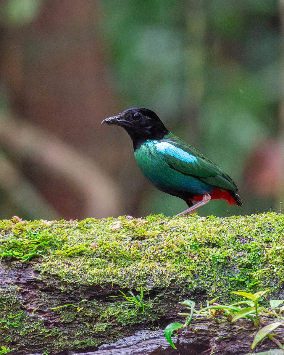 Eastern Hooded Pitta - Kyle Price