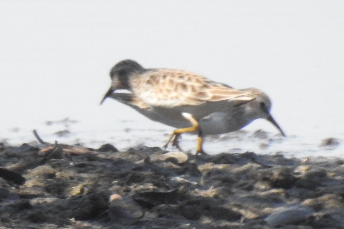 Least Sandpiper - ML540085811