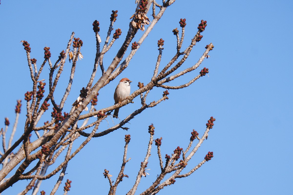 Moineau friquet - ML540086231