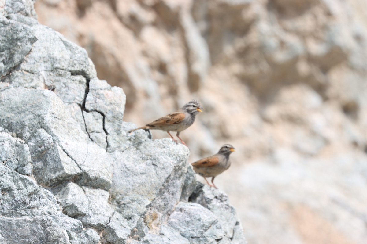 Striolated Bunting - ML540087931