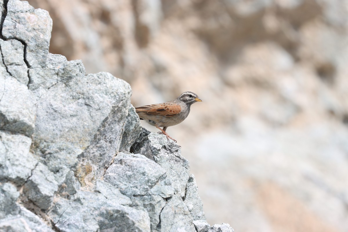 Striolated Bunting - ML540087941
