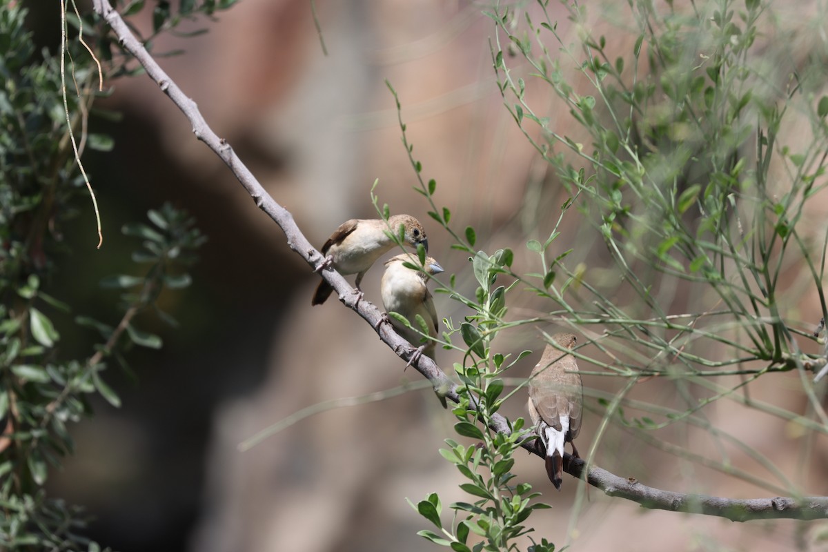 Indian Silverbill - ML540088141