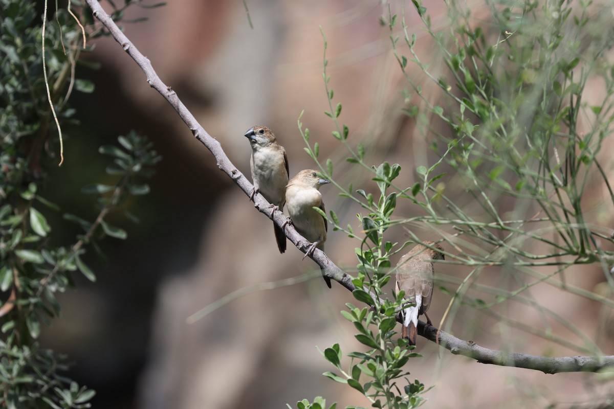 Indian Silverbill - ML540088151