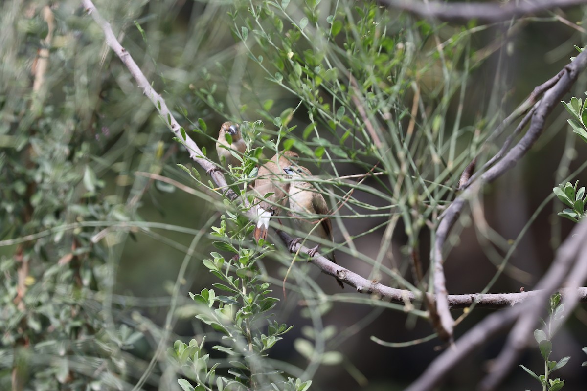 Indian Silverbill - ML540088161