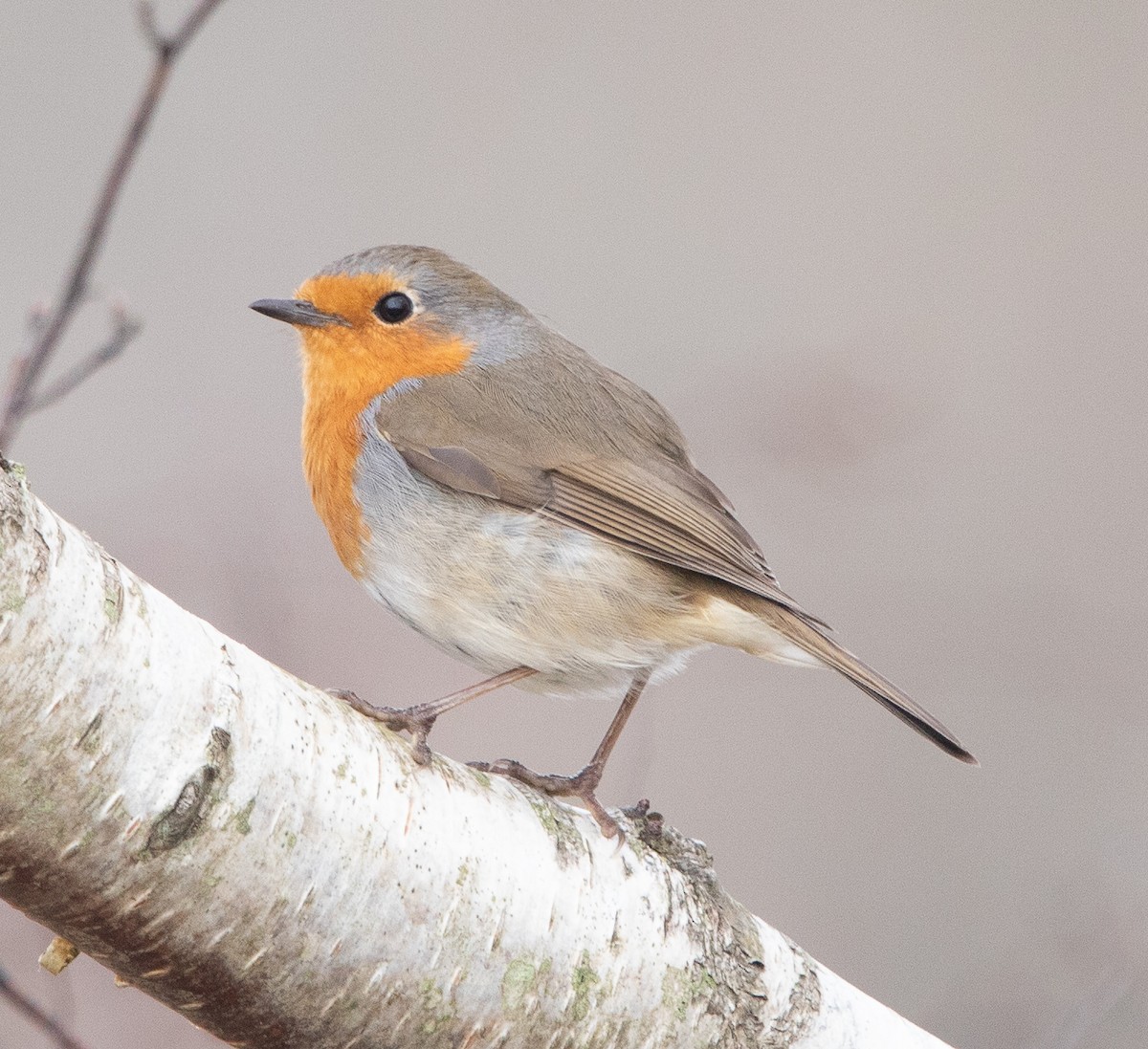 European Robin - ML540088951