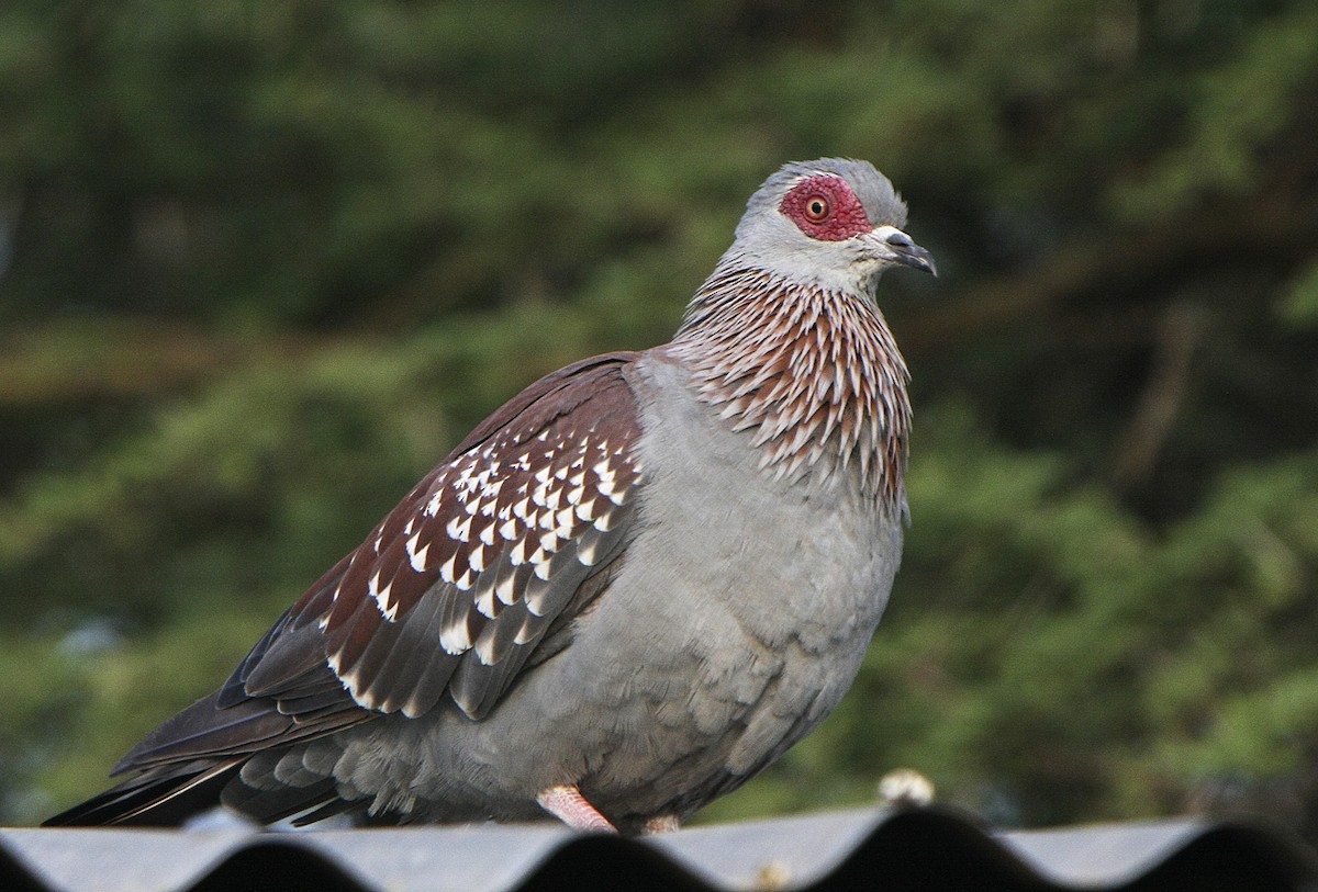 Speckled Pigeon - ML540089091