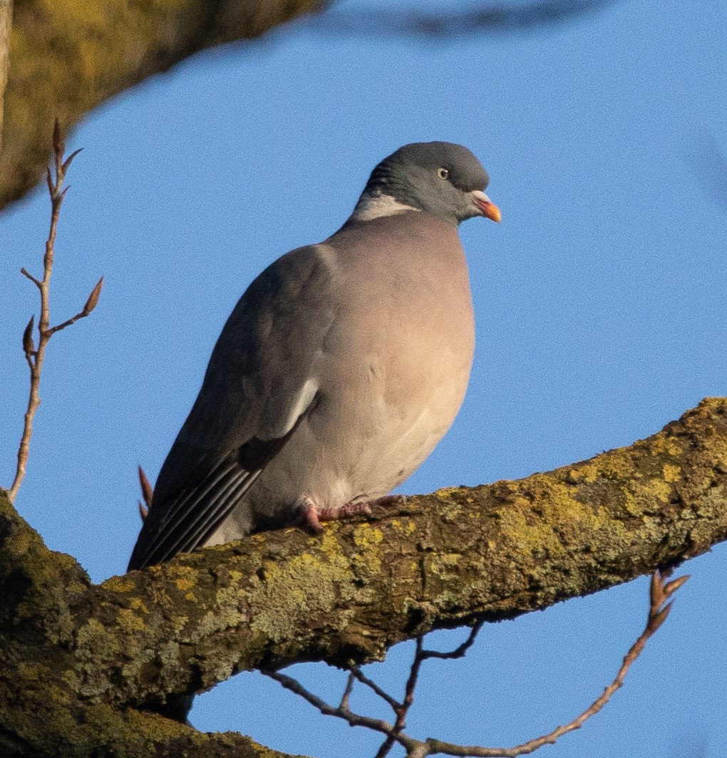 Common Wood-Pigeon - ML540089631