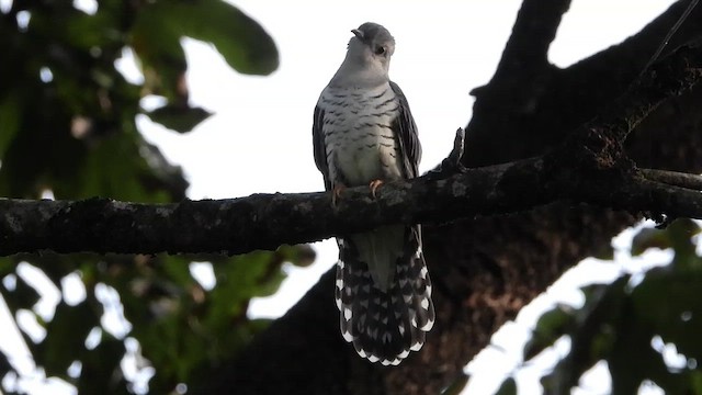 Lesser Cuckoo - ML540089871